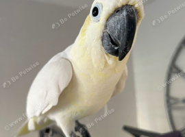 Sulphur crested cockatoo very tame loves coming to you she's 29yrs young