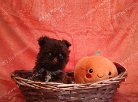 Shihpoo