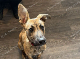 5 month old lurcher