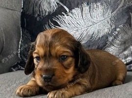 Long Hair Miniature Dachshund