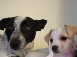 Puppies