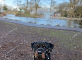 female rottweiler