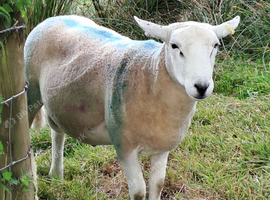 Lleyn Breeding Rams Ready To Work