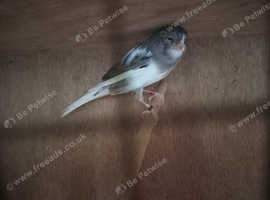 Persian canary