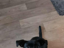 Jack Russel/staff