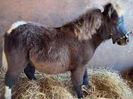 Talog Kingsley reg miniature Shetland foal