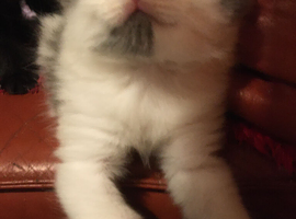 Adorable kittens ready to leave now