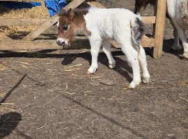 Shetland colt foal