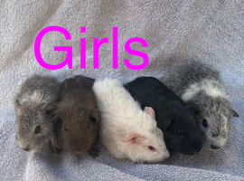 X5 baby girl guinea pigs