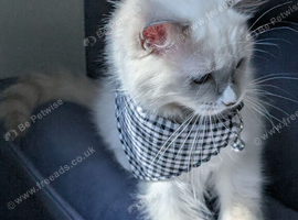 TICA EU champion line ragdoll kitten