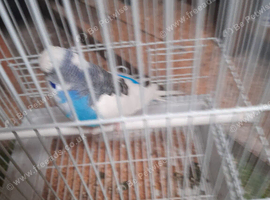 Budgie cock
