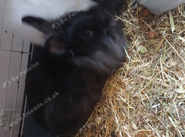Adult black Loinhead Doe