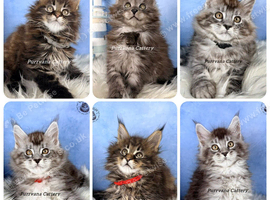 TICA registration Maine coon kittens Ready Now