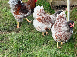 Breeding group of blue laced Wyandotte