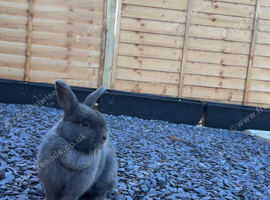Selling my rabbit