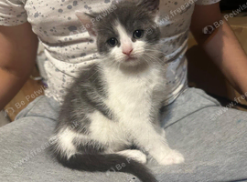 White and grey kitten