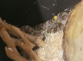 Corn snake