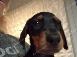 Doberman European American excellent pedigree pups limited number available