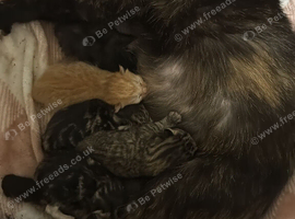 Mixed breed kittens available in 4 weeks