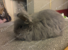 Blue lionhead Doe