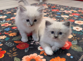 Ragdoll kittens stunning