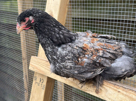 Pure bred Barahma chicks