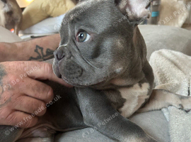 12 week old male Frenchie
