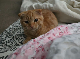 Scottish fold boy