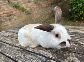 Lovely lop x buck