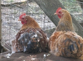 Mille fleur pekin bantams hatching eggs