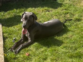 Blue Great Dane