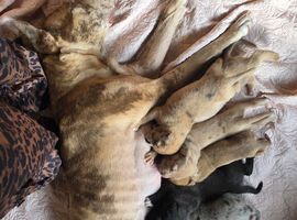 Great Dane x Mastiff Puppies