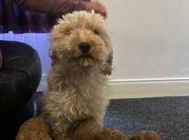 Cavapoo