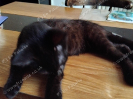 3 Male Black kittens