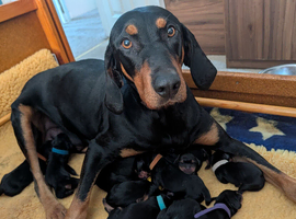 Lithuanian hounds looking forever home