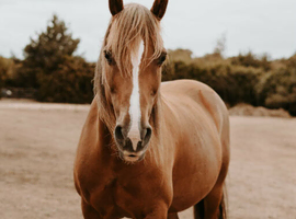 15.1 Mare. Beautiful temperament!!