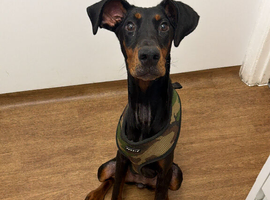 Bella the Dobermann