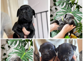 Last puppies!! Ready 29/10
