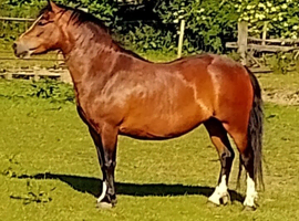 Welsh Section A mares