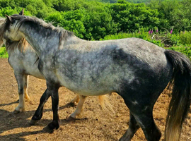 sec A 4 year old dapple grey colt by Gartconnel cicero
