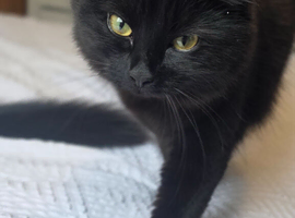 Female cat