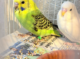 Baby budgies