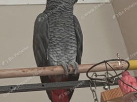 3yr old Tame female Congo African Grey.
