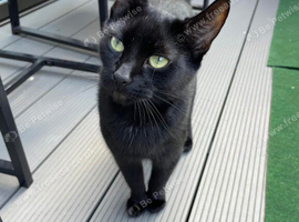 Binx girl cat