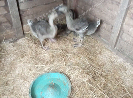 Chinese geese
