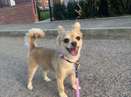 Pomchi