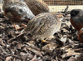 Japanese painted button quails