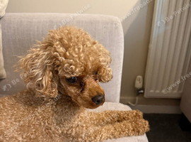 Kc reg toy poodle male