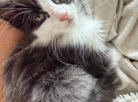 Kitten for new home 13 weeks.