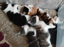 4 beautiful kittens for sale 3 girls and 1 boy
